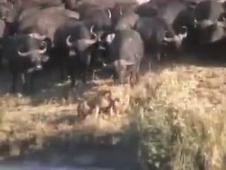 Buffalo pressing down over the lions