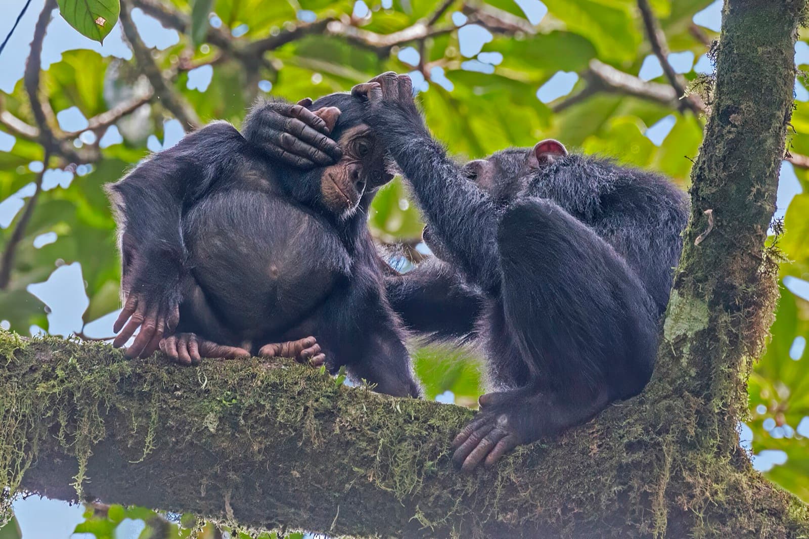 Two chimpanzees grooming each other on a mossy branch