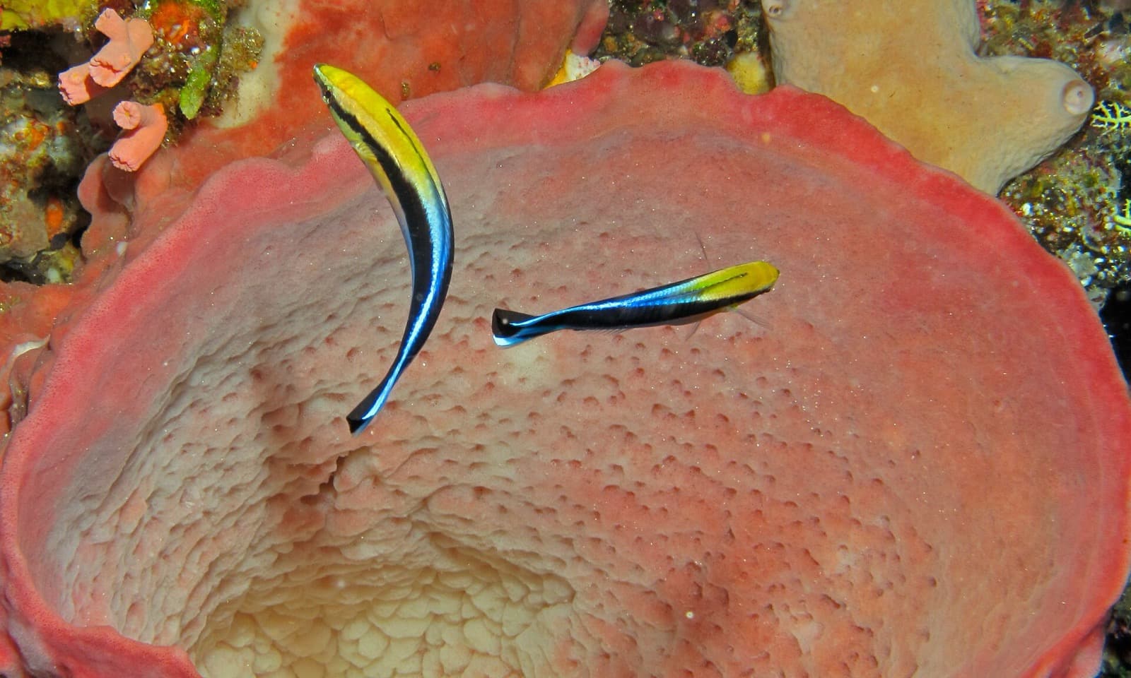 A cleaner wrasse working on a client fish