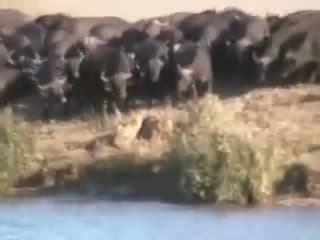 The buffalo herd advancing on the lions