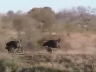 Buffalo scattering as the lions arrive
