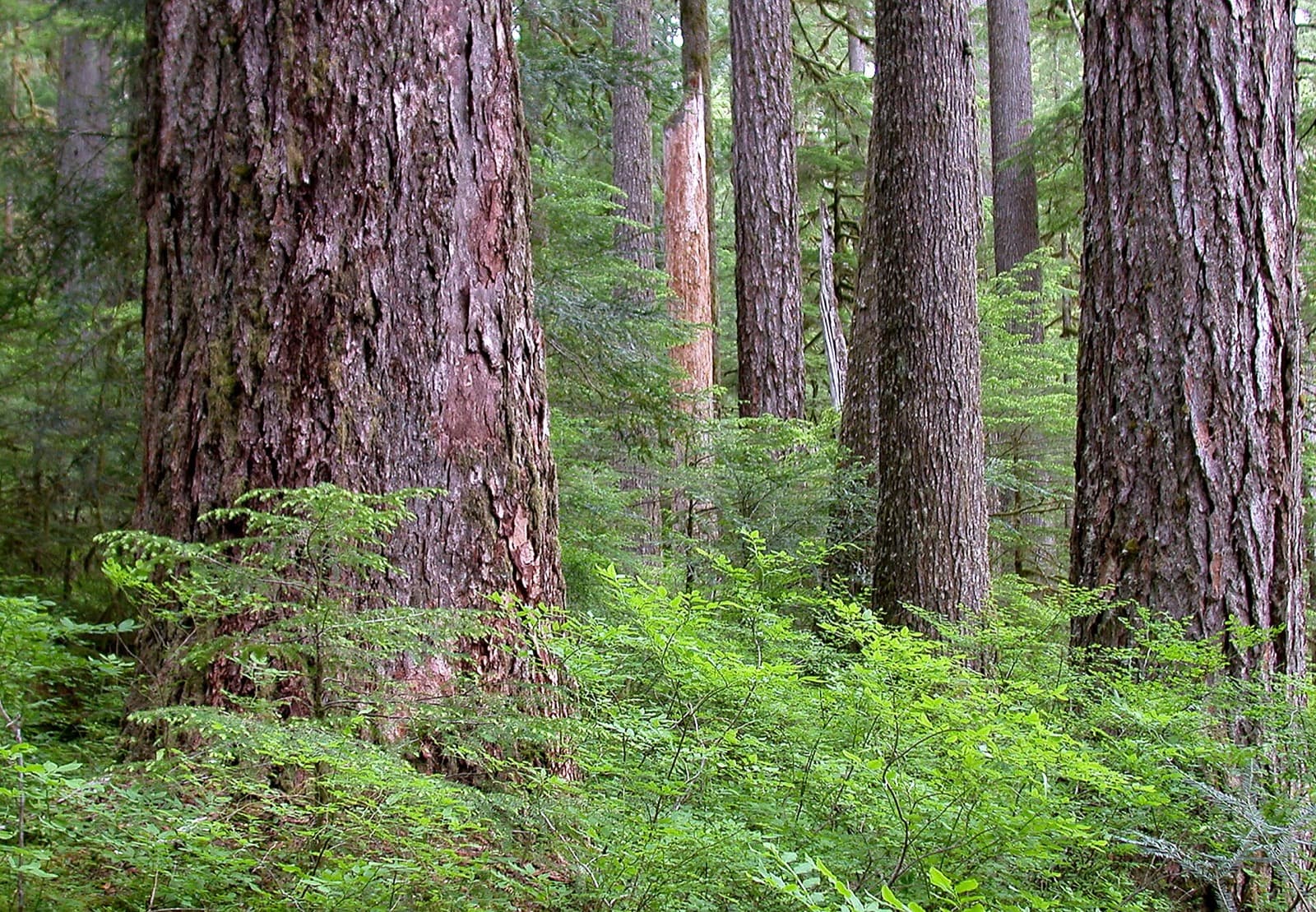 Old-growth Douglas firs and ferns in Opal Creek, Oregon