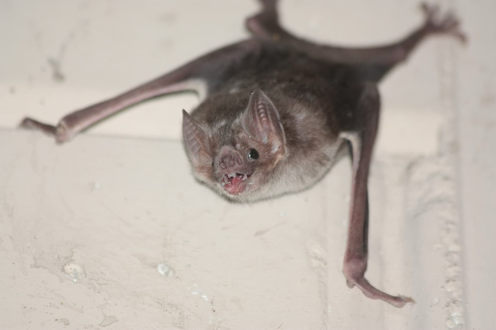 A common vampire bat