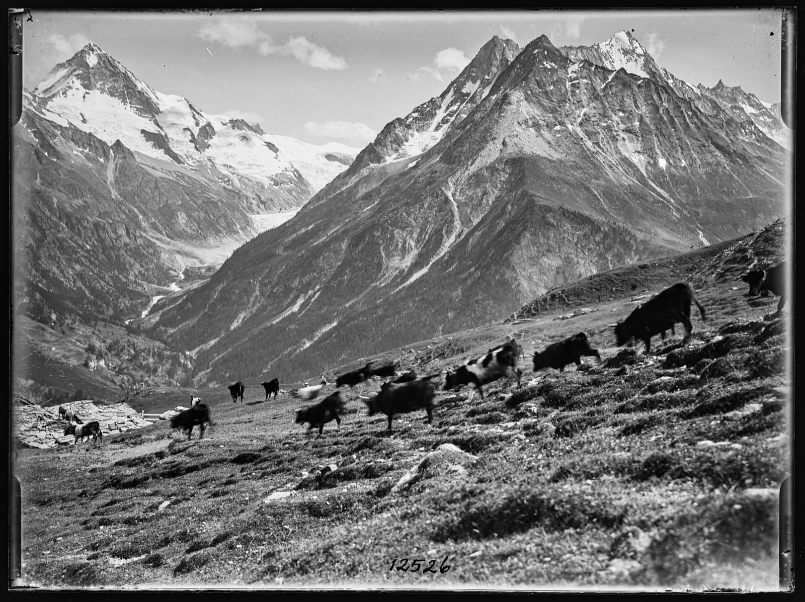 Cattle grazing a high alpine pasture below snowy peaks